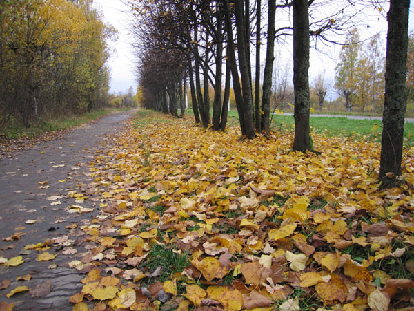 Золотая осень в Подпорожье 2006 Золотая осень в Подпорожье 2006