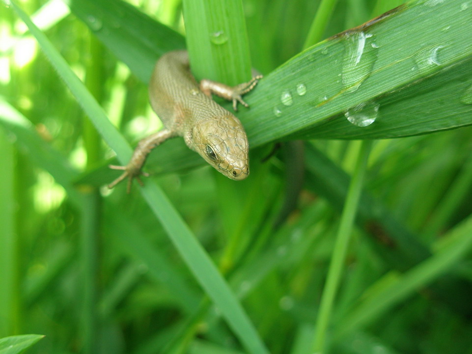 salamandra